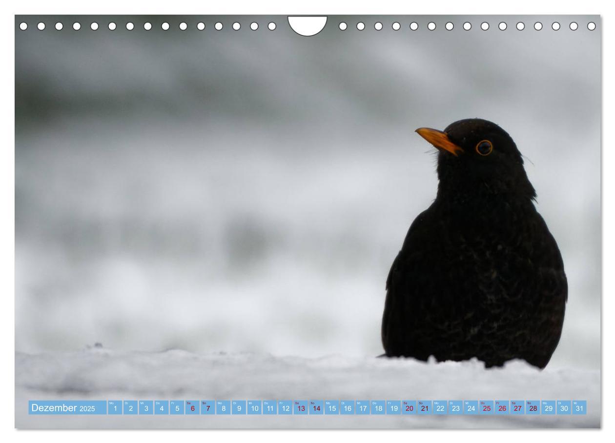 Bild: 9783435026302 | Amsel - Schwarzdrossel fotografiert von Ostfriesenfotografie...