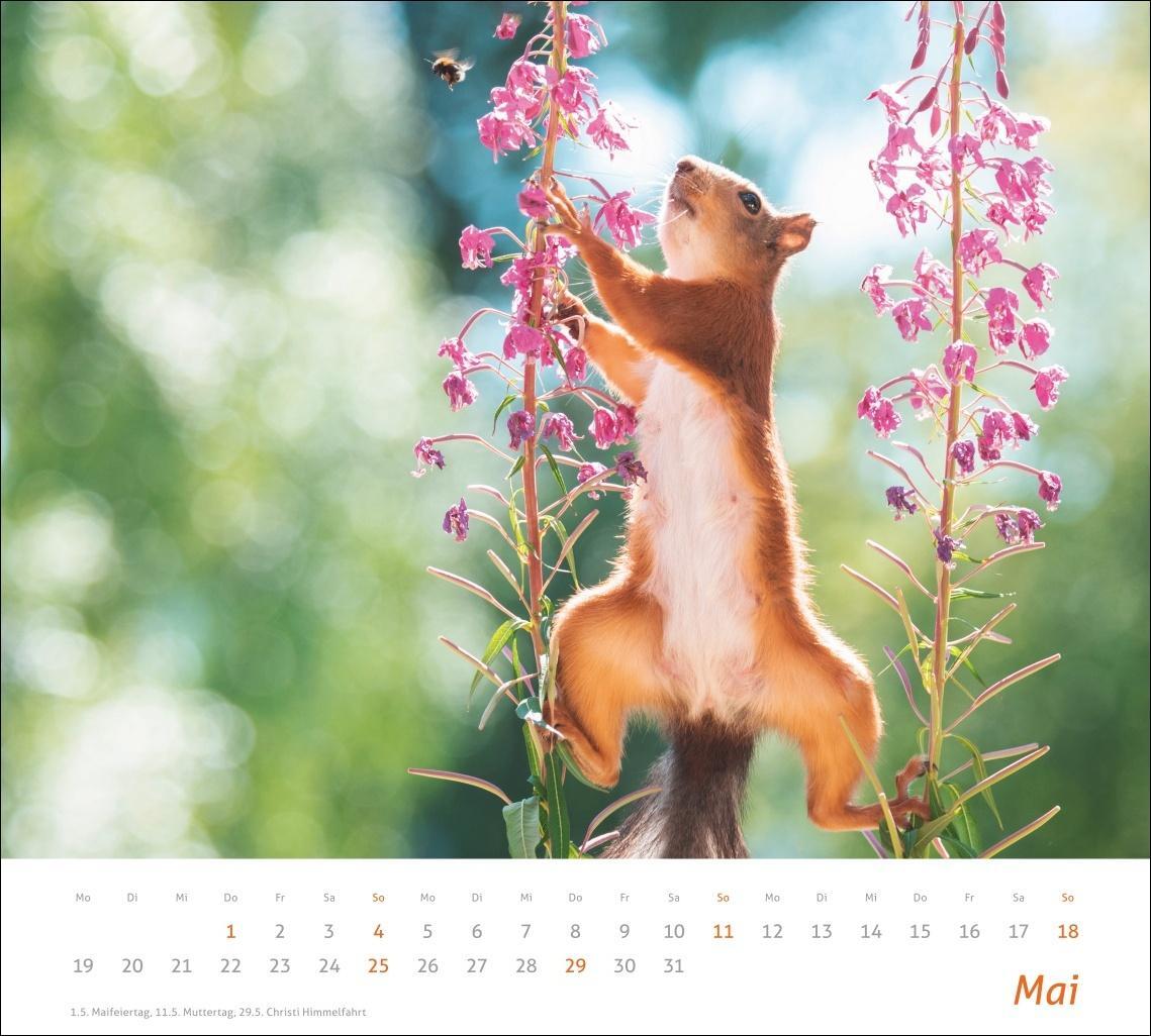 Bild: 9783756406869 | Eichhörnchen Bildkalender 2025 | Kalender | times&amp;more Kalender Heye