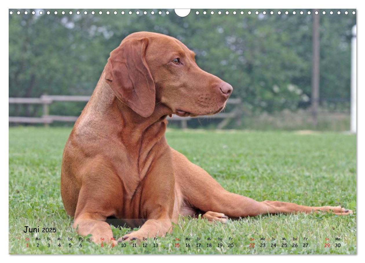 Bild: 9783435630356 | Magyar Vizsla - pure Lebensfreude (Wandkalender 2025 DIN A3 quer),...