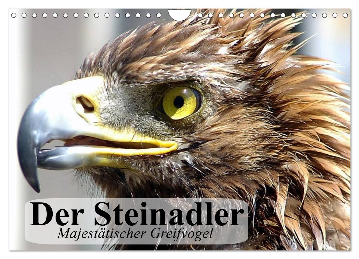 Cover: 9783435515493 | Der Steinadler. Majestätischer Greifvogel (Wandkalender 2025 DIN A4...