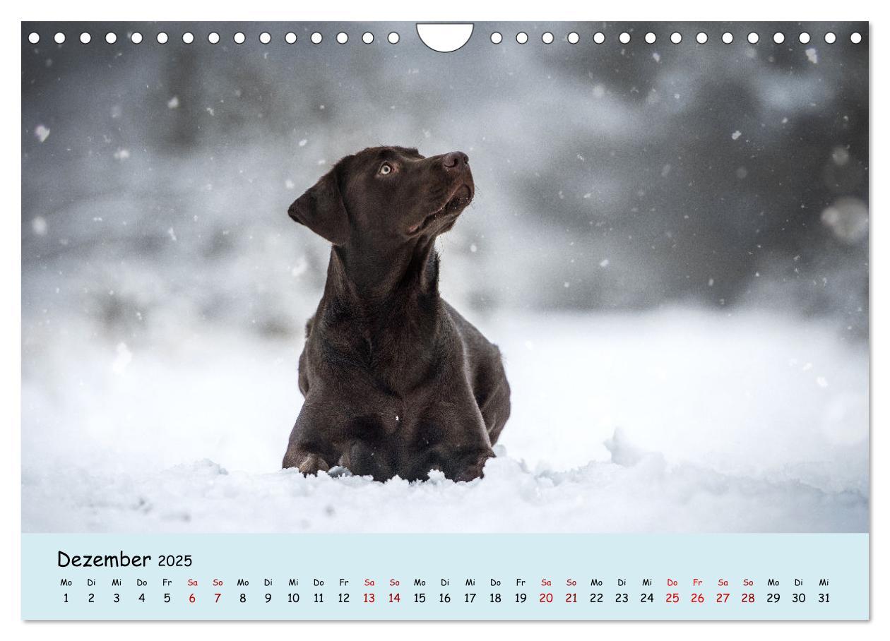 Bild: 9783383960611 | Labrador Retriever - Vielfalt auf Vier Pfoten (Wandkalender 2025...