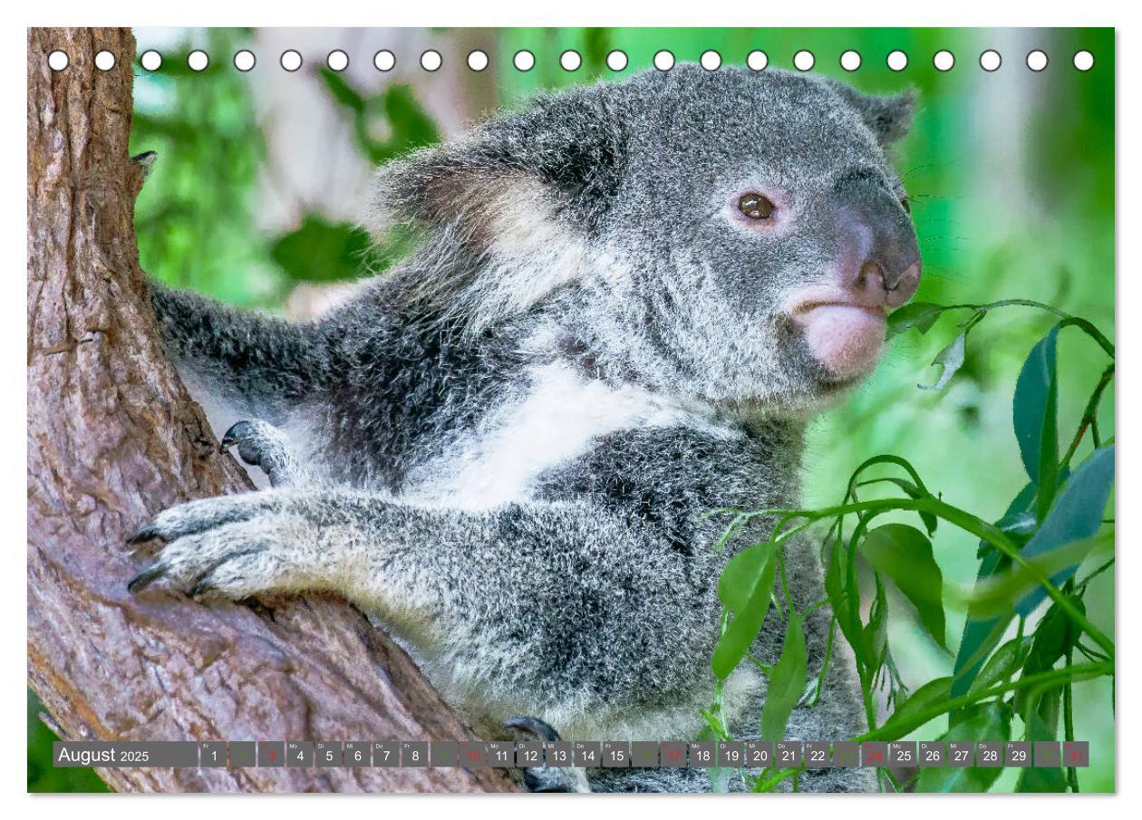 Bild: 9783435159741 | Koalas - Kuscheliges Symbol Australiens (Tischkalender 2025 DIN A5...