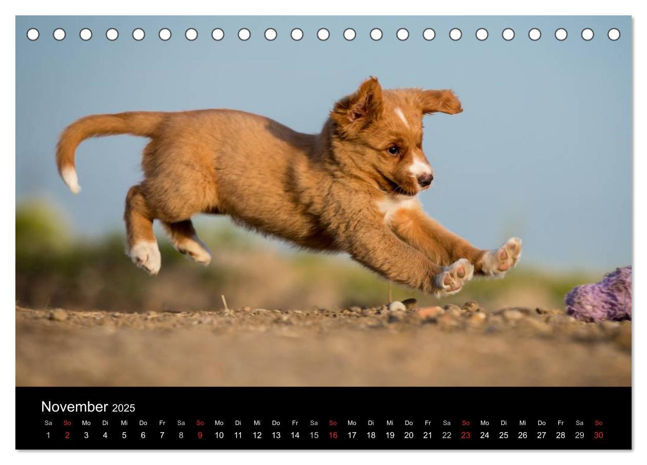 Bild: 9783435626076 | Toller - Nova Scotia Duck Tolling Retriever (Tischkalender 2025 DIN...