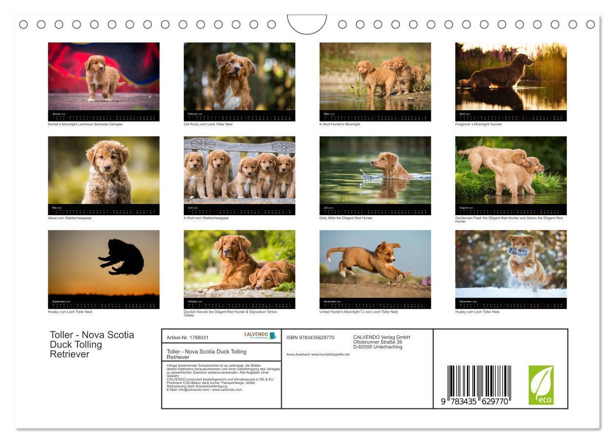 Bild: 9783435629770 | Toller - Nova Scotia Duck Tolling Retriever (Wandkalender 2025 DIN...