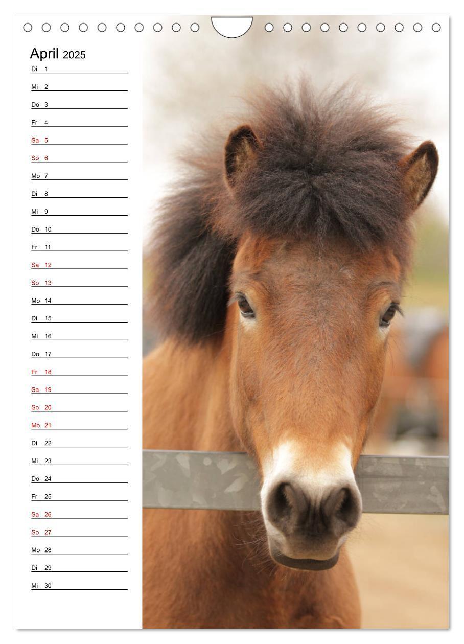 Bild: 9783435974733 | Isländer im Portrait (Wandkalender 2025 DIN A4 hoch), CALVENDO...