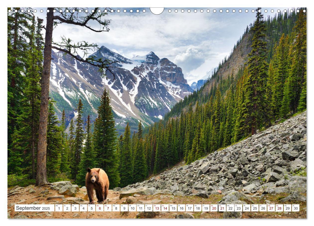 Bild: 9783383886898 | KANADA - Die Bären der Rocky Mountains (Wandkalender 2025 DIN A3...