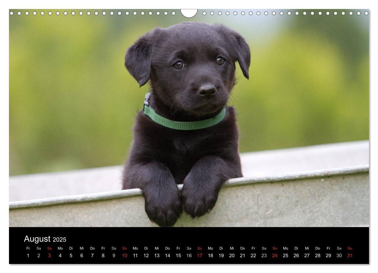 Bild: 9783435834013 | Hundewelpen (Wandkalender 2025 DIN A3 quer), CALVENDO Monatskalender