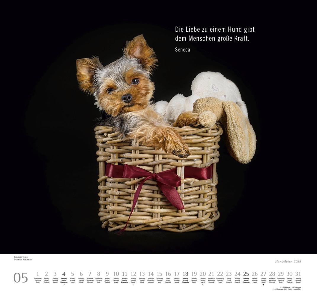 Bild: 4250809653365 | DUMONT - Hundeleben 2025 Wandkalender, 38x35,5cm,...