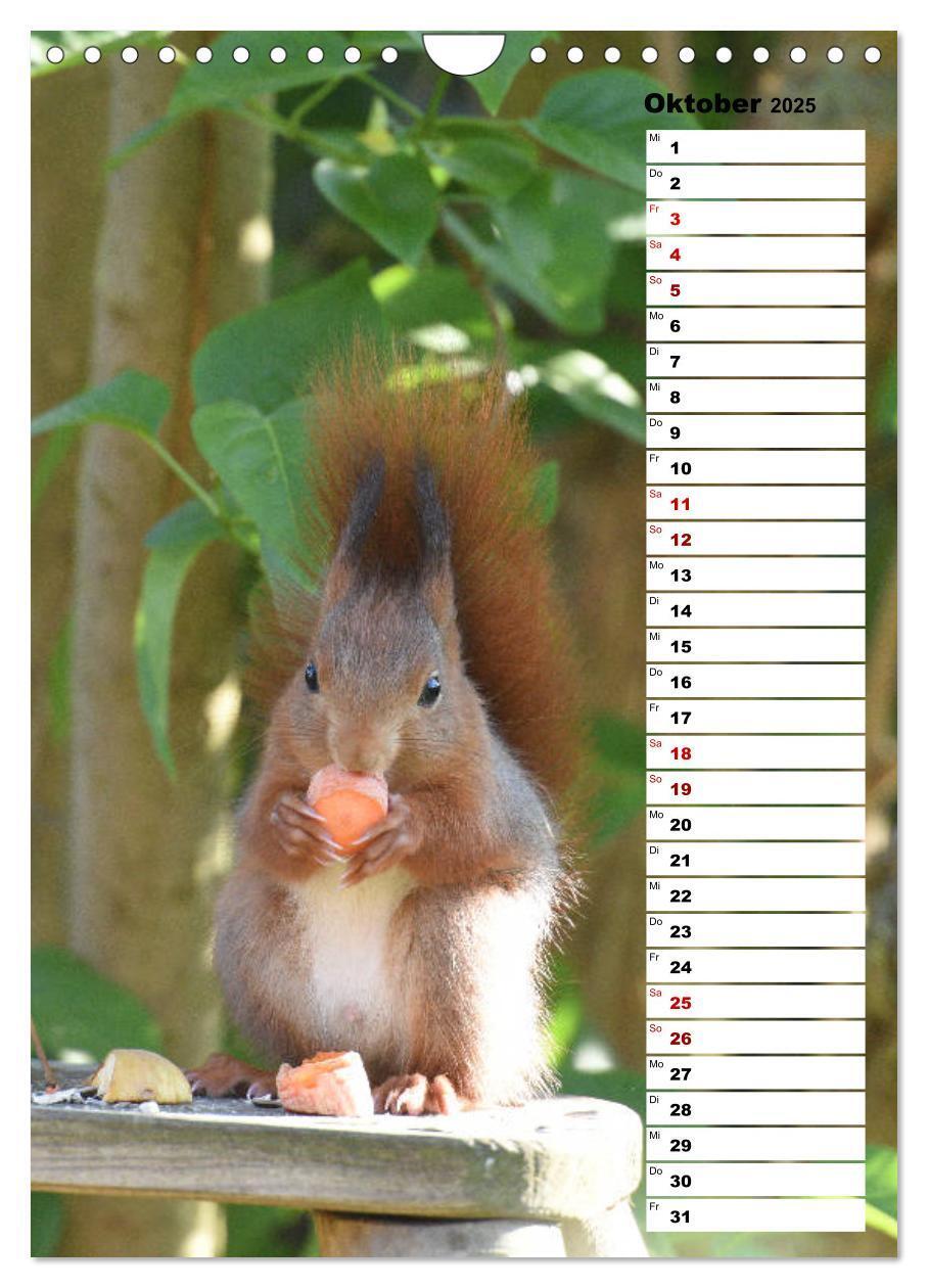 Bild: 9783435985302 | Eichhörnchen - kleine Tiere, große Liebe (Wandkalender 2025 DIN A4...