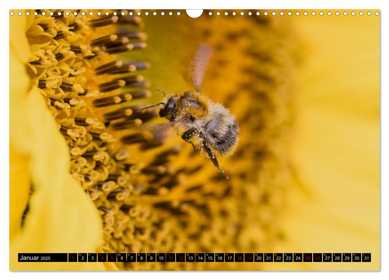 Bild: 9783383846076 | Hummeln - Flugaufnahmen eines faszinierenden Insekts (Wandkalender...