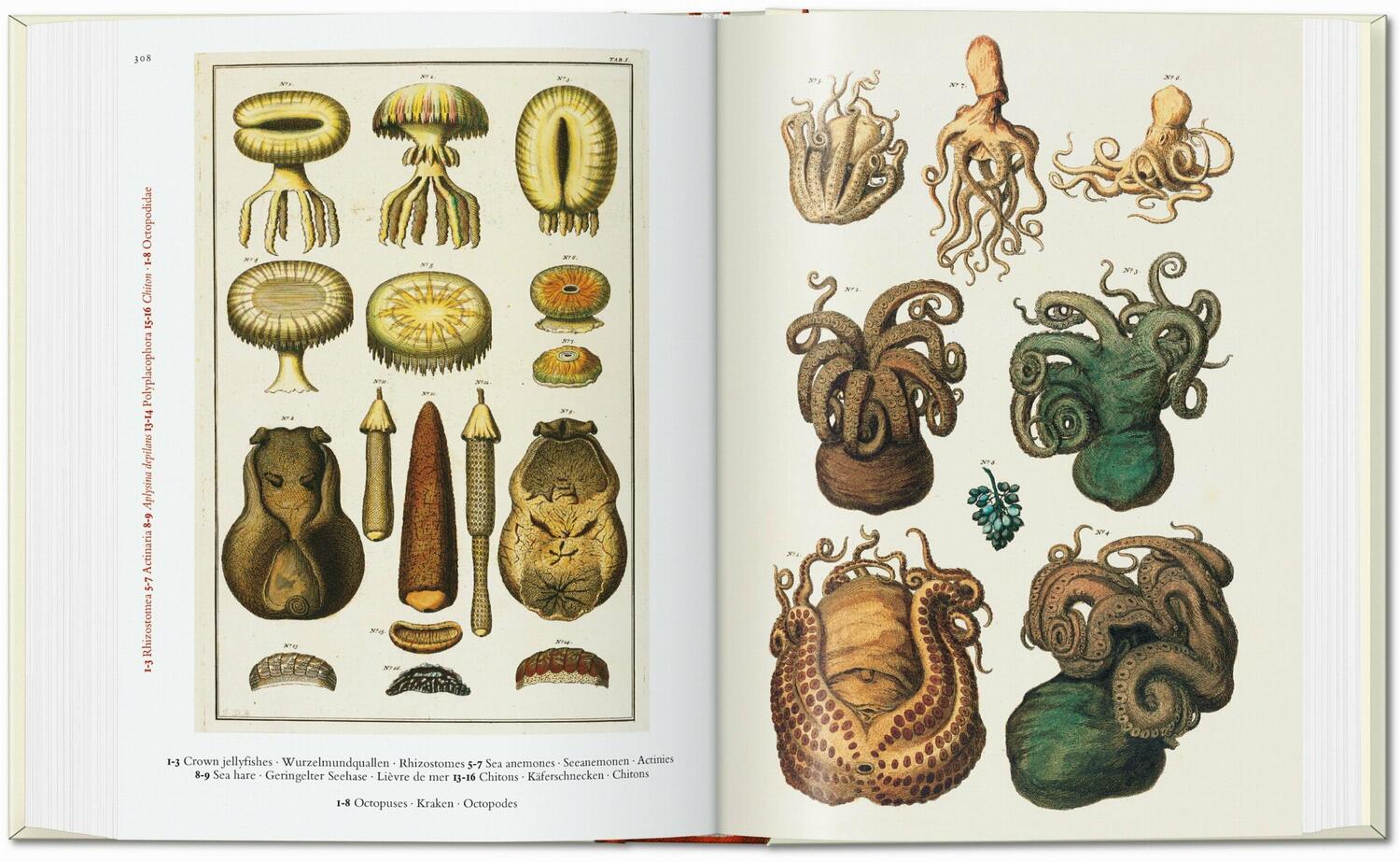 Bild: 9783836587884 | Seba. Cabinet of Natural Curiosities. 40th Ed. | Albertus Seba | Buch