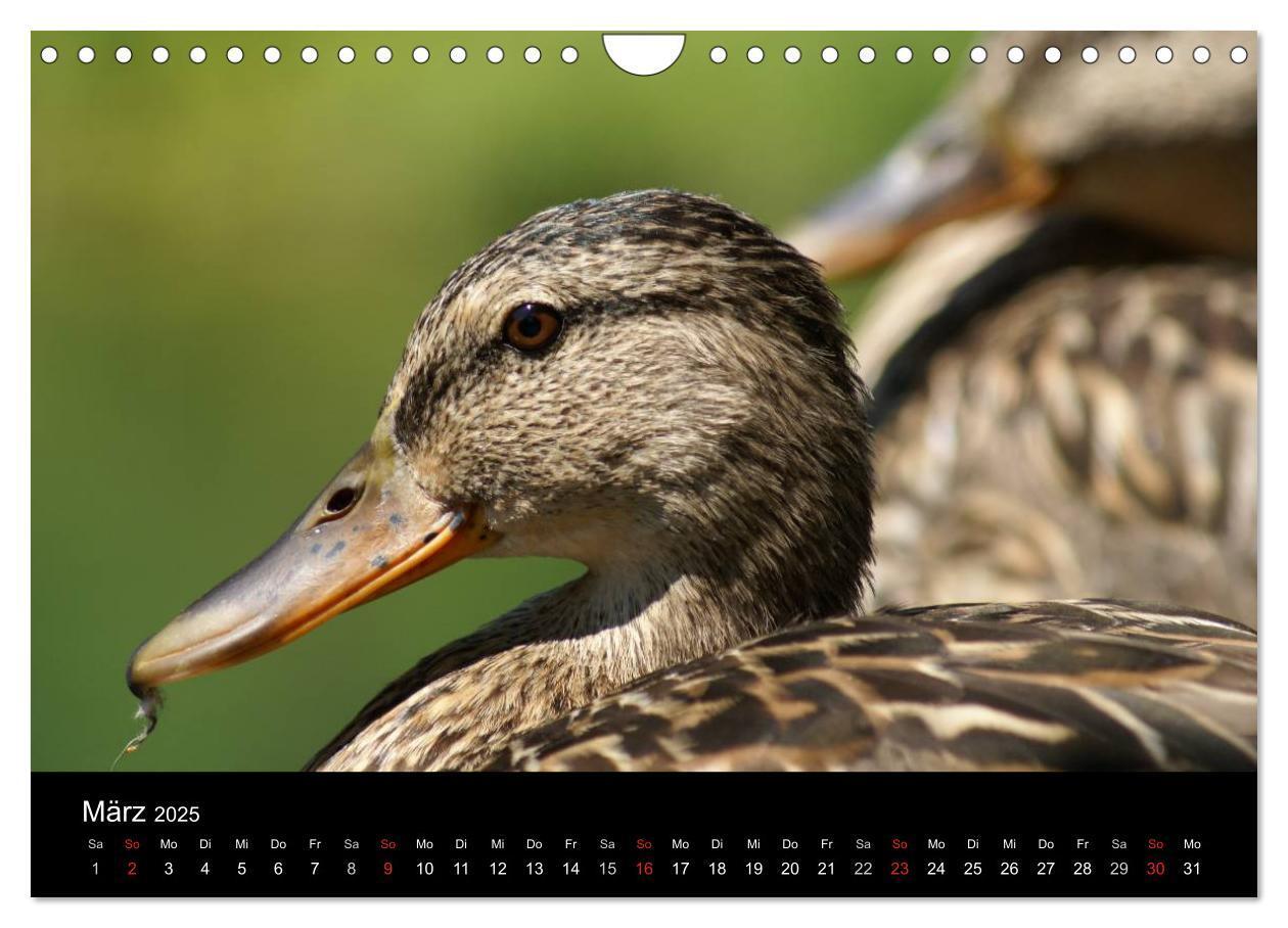 Bild: 9783435840779 | Das Leben der Enten (Wandkalender 2025 DIN A4 quer), CALVENDO...