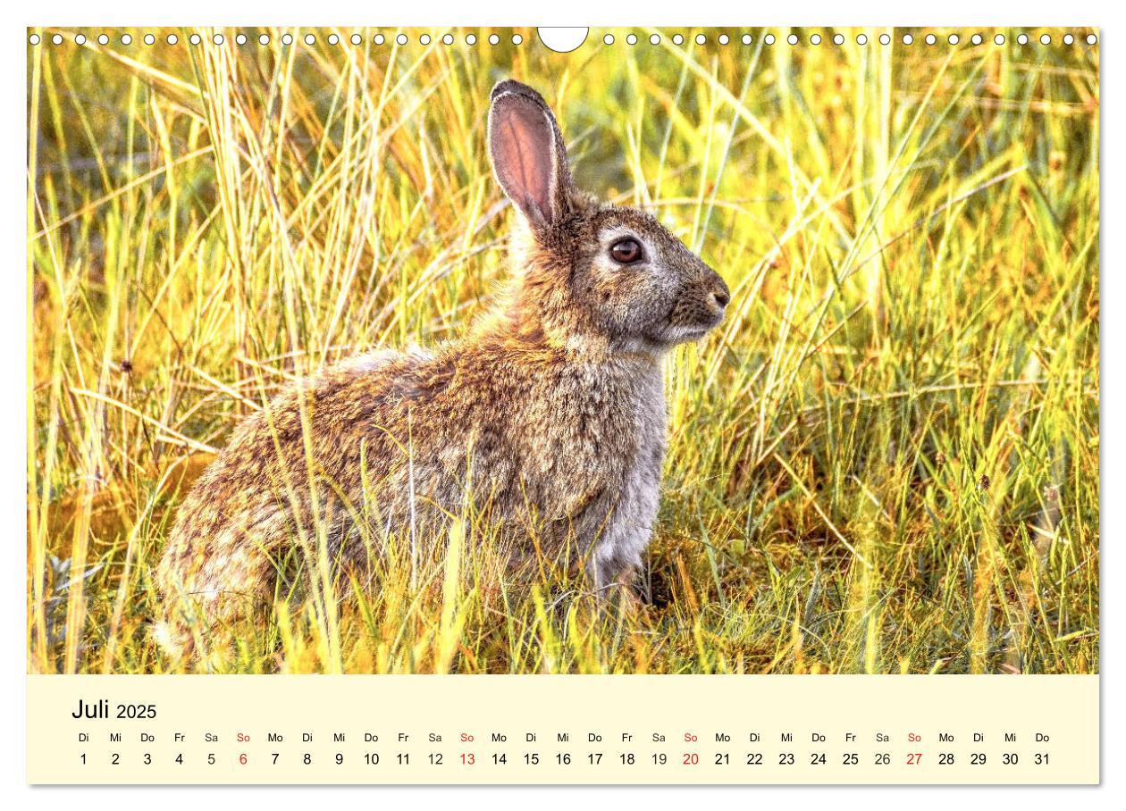 Bild: 9783435176168 | Scheue Wildtiere in heimischen Wäldern und Bergen (Wandkalender...