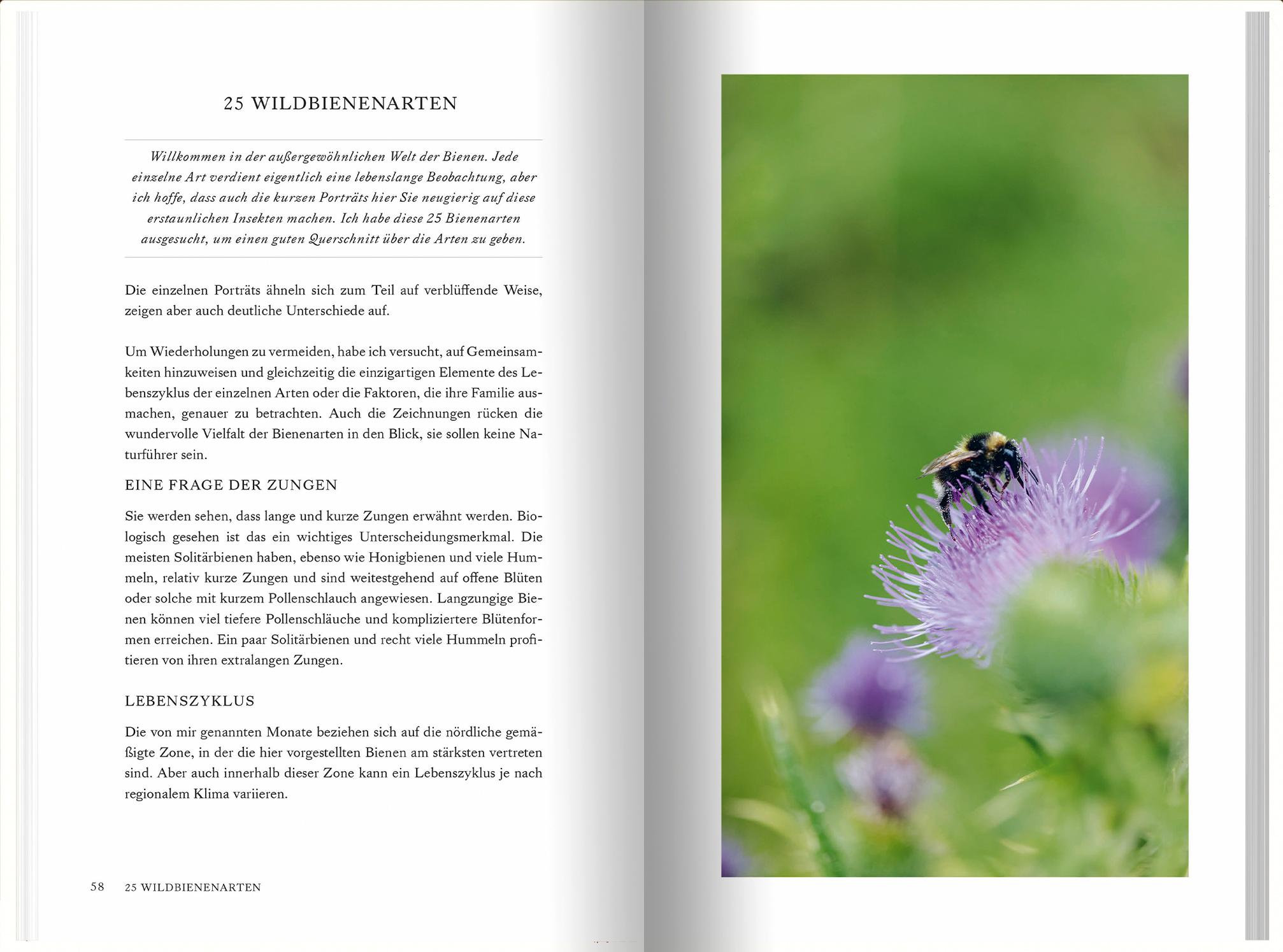 Bild: 9783784357935 | Unsere Wildbienen | Sara Wyndham Lewis | Buch | 208 S. | Deutsch