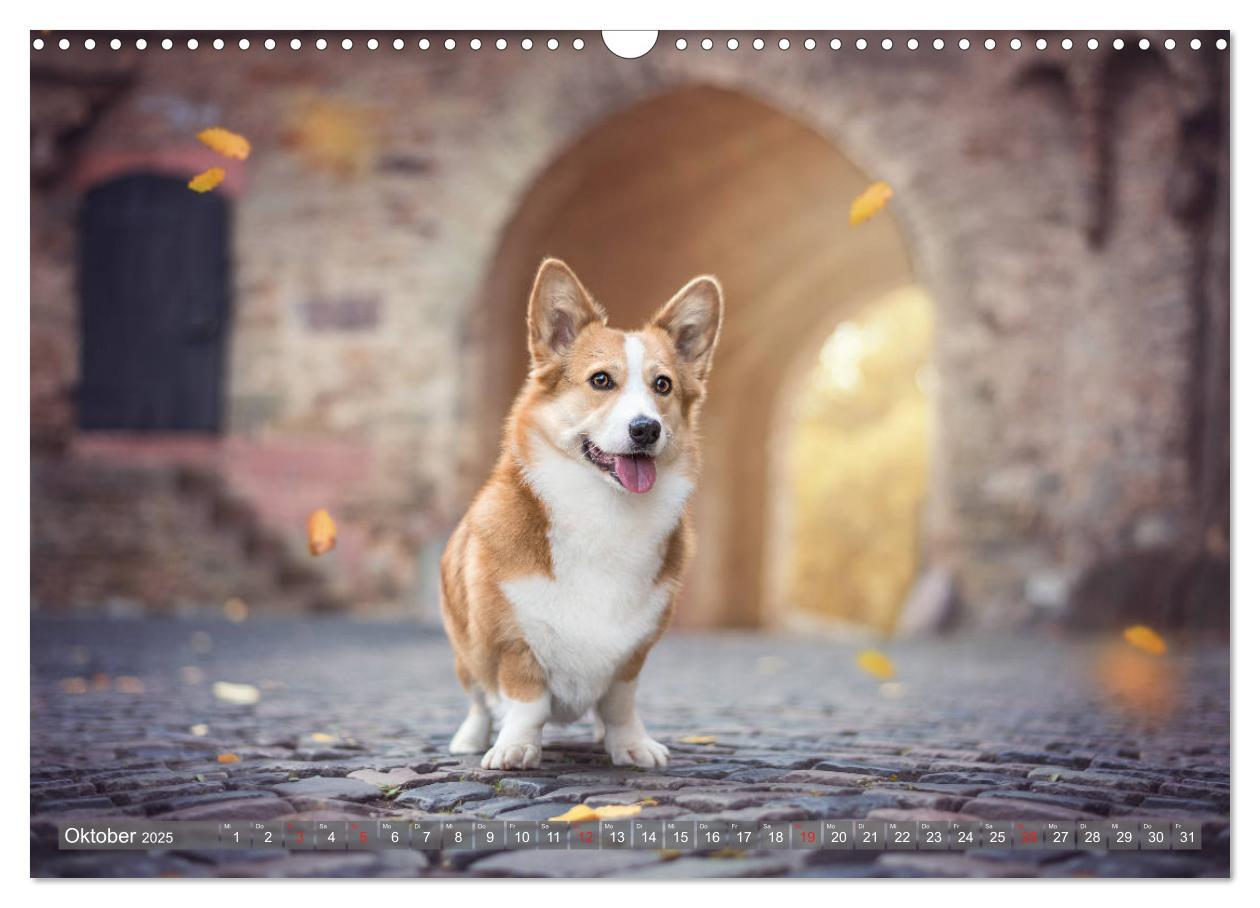 Bild: 9783435118502 | Welsh Corgi - Der Kobold unter den Hunden (Wandkalender 2025 DIN A3...