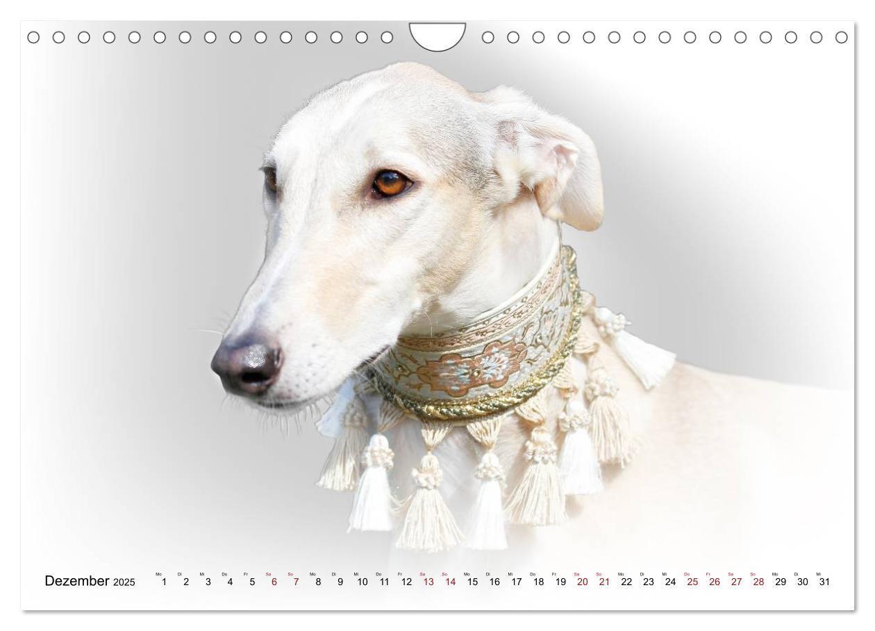 Bild: 9783383824333 | Windhund Portrait 2025 White Edition (Wandkalender 2025 DIN A4...