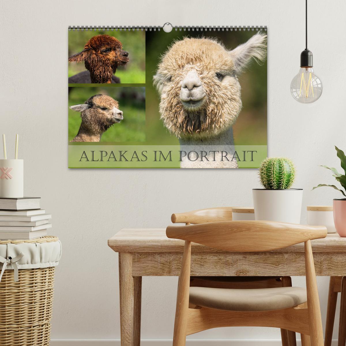 Bild: 9783383858093 | Alpakas im Portrait (Wandkalender 2025 DIN A3 quer), CALVENDO...