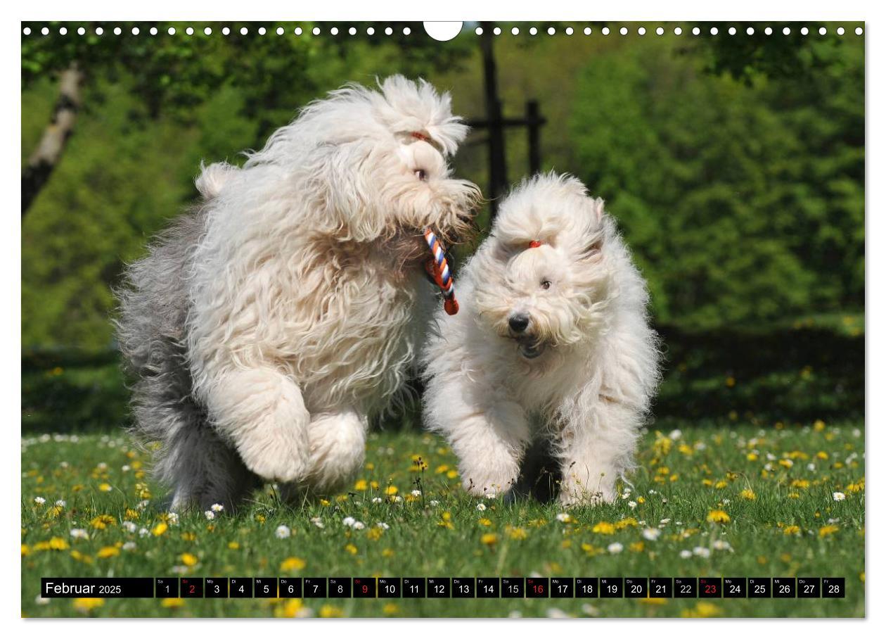 Bild: 9783435571680 | Traumhund Bobtail (Wandkalender 2025 DIN A3 quer), CALVENDO...