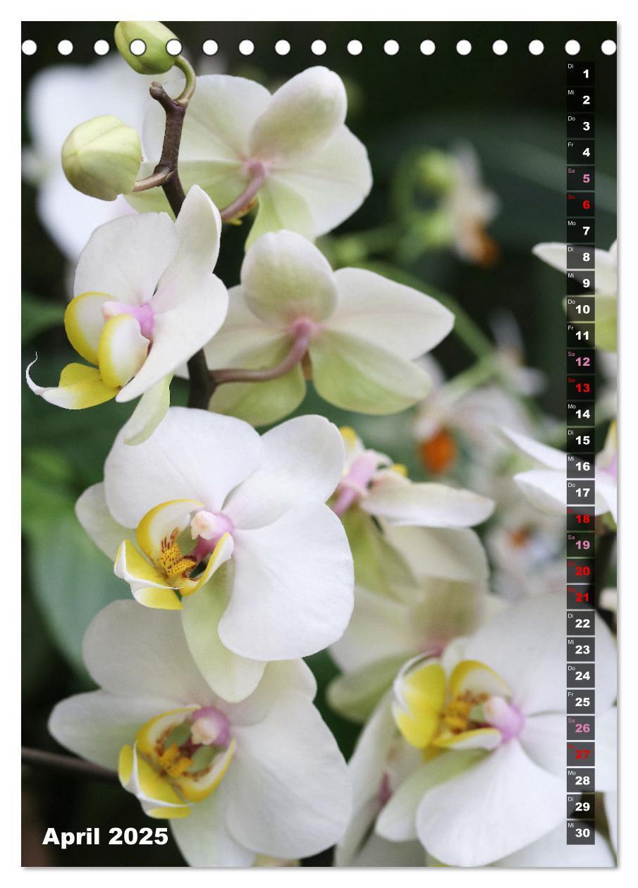 Bild: 9783435882557 | Freude an Orchideen (Tischkalender 2025 DIN A5 hoch), CALVENDO...