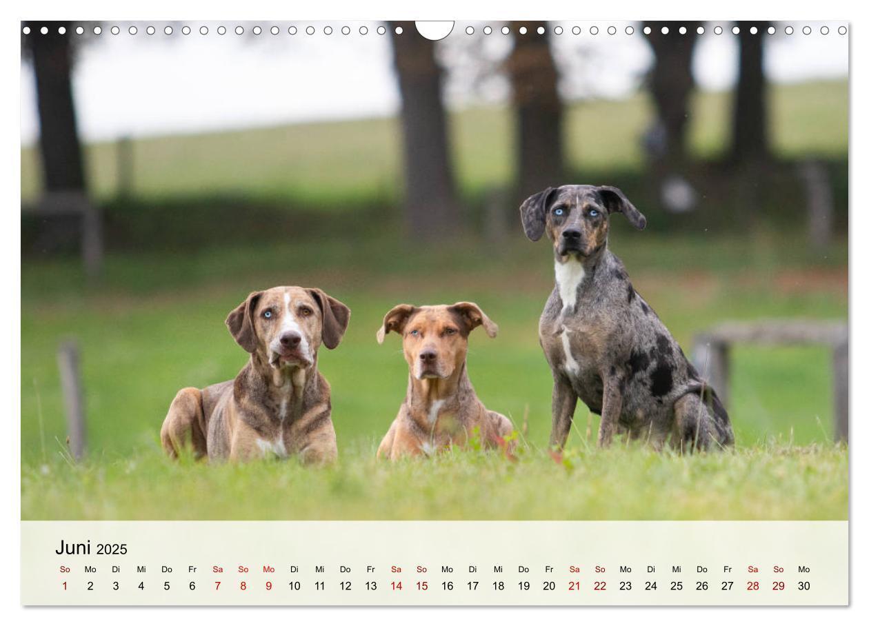 Bild: 9783435180684 | Lousiana Catahoula Leopard (Wandkalender 2025 DIN A3 quer),...