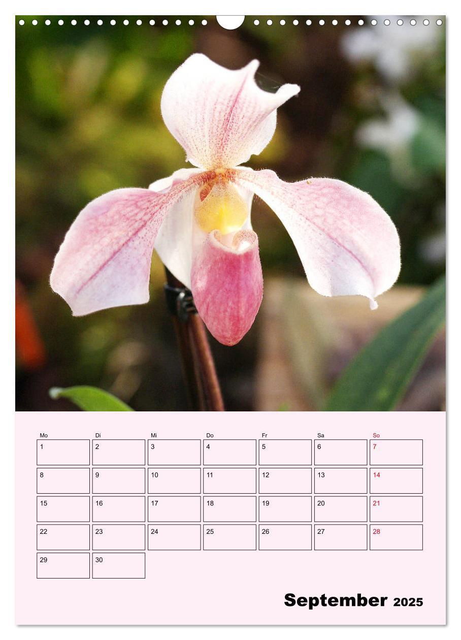 Bild: 9783435970902 | Orchideenliebe (Wandkalender 2025 DIN A3 hoch), CALVENDO...