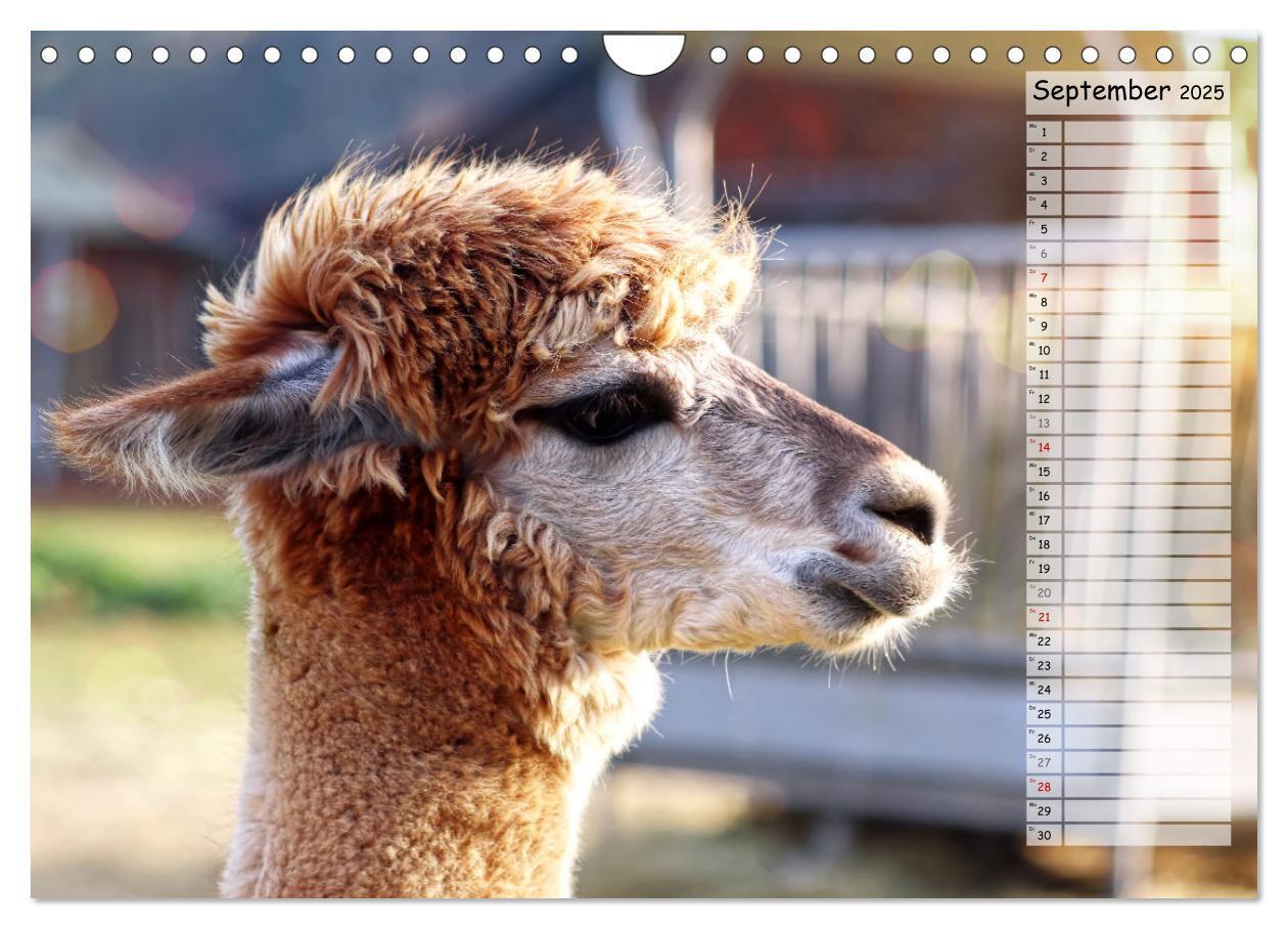 Bild: 9783383983924 | Alpaka, coole Typen mit wilden Frisuren (Wandkalender 2025 DIN A4...