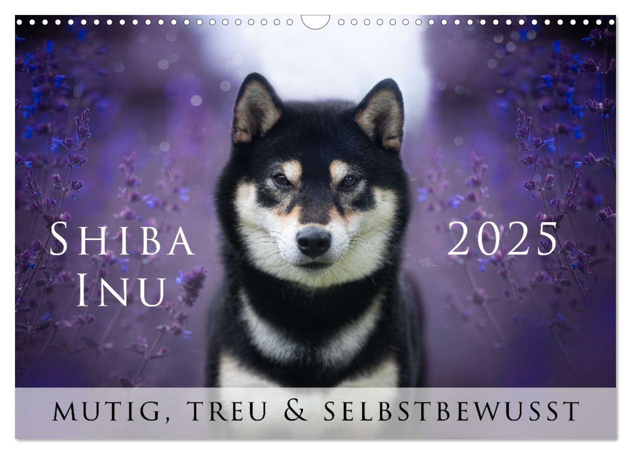 Cover: 9783457234143 | Shiba Inu - mutig, treu, selbstbewusst (Wandkalender 2025 DIN A3...