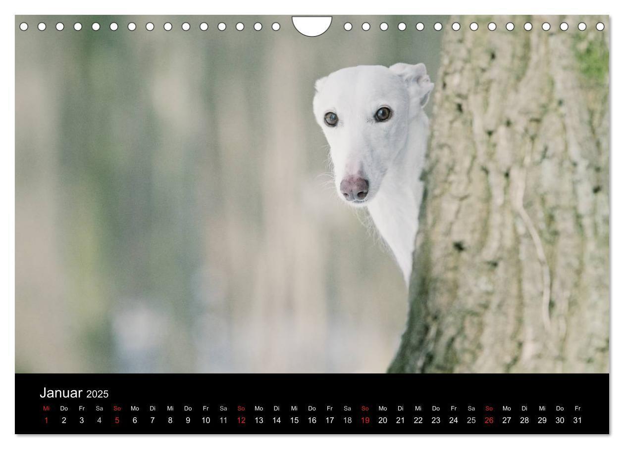 Bild: 9783435776092 | Der Windhundekalender (Wandkalender 2025 DIN A4 quer), CALVENDO...