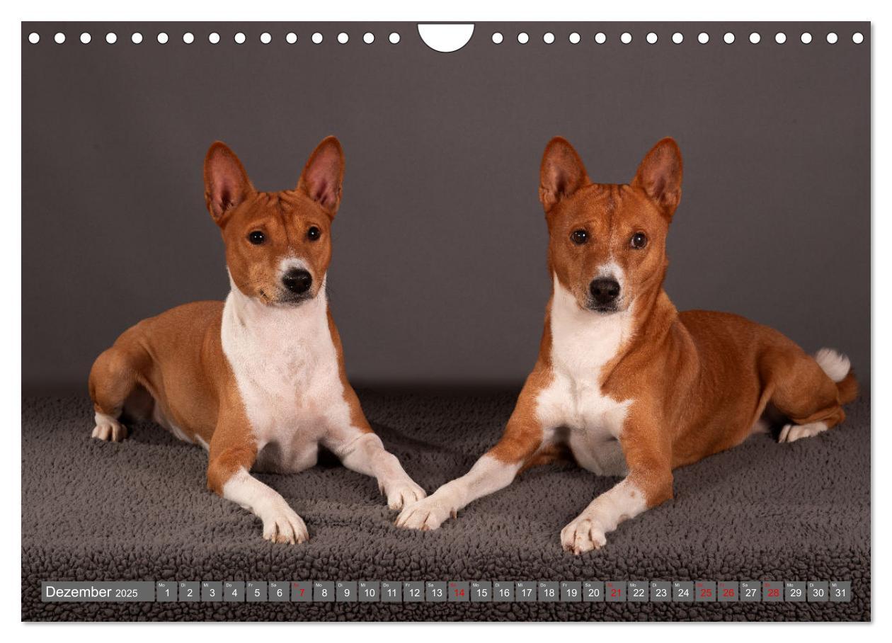 Bild: 9783457195598 | Der Basenji (Wandkalender 2025 DIN A4 quer), CALVENDO Monatskalender