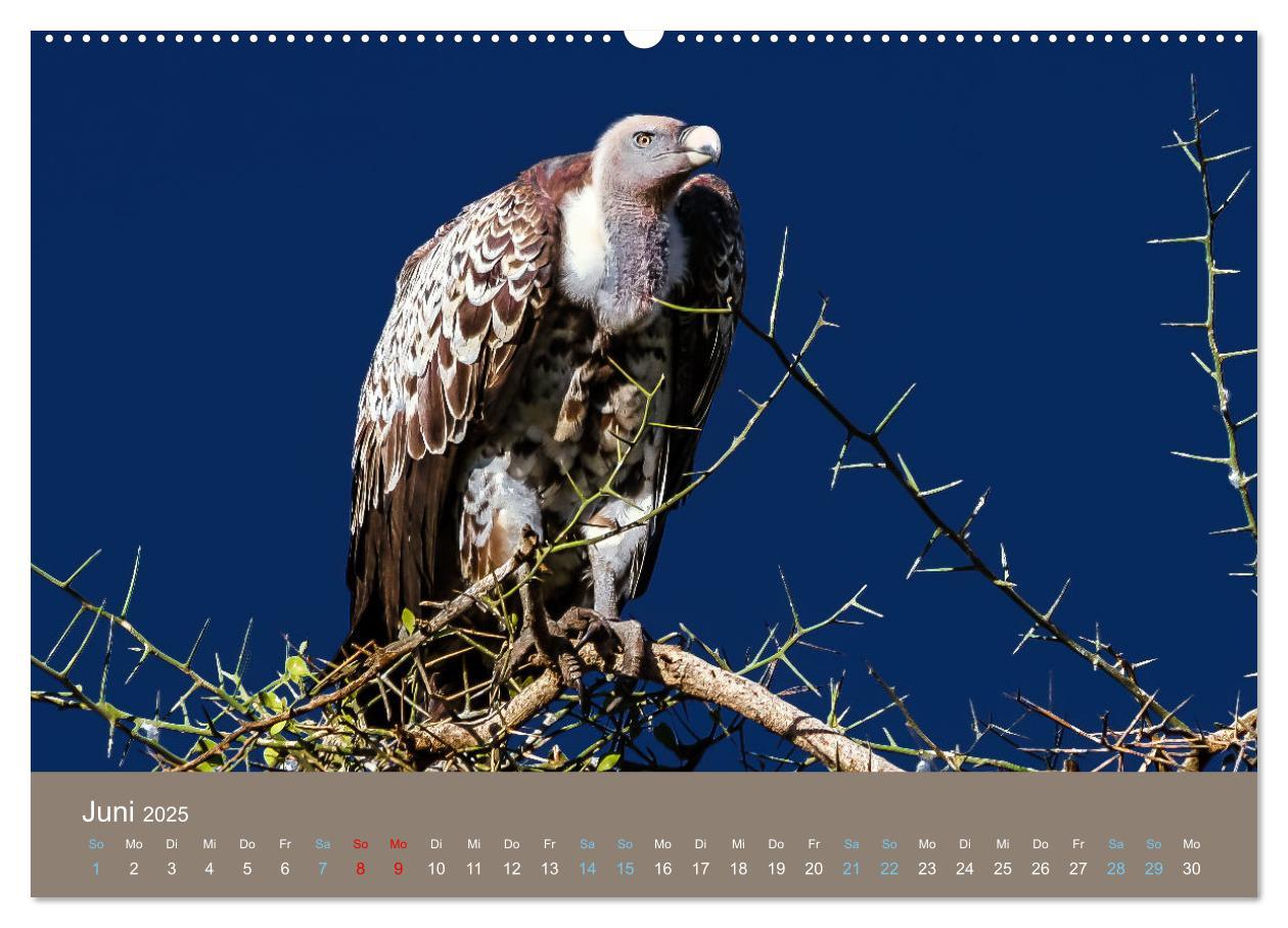 Bild: 9783383815836 | Wildes Leben - Ein Streifzug auf Zehenspitzen (Wandkalender 2025...