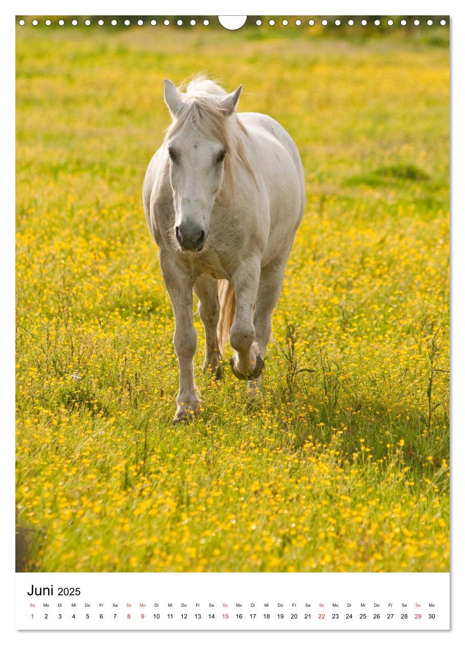 Bild: 9783435971725 | Camargue Pferde - weiße Mähnen (Wandkalender 2025 DIN A3 hoch),...