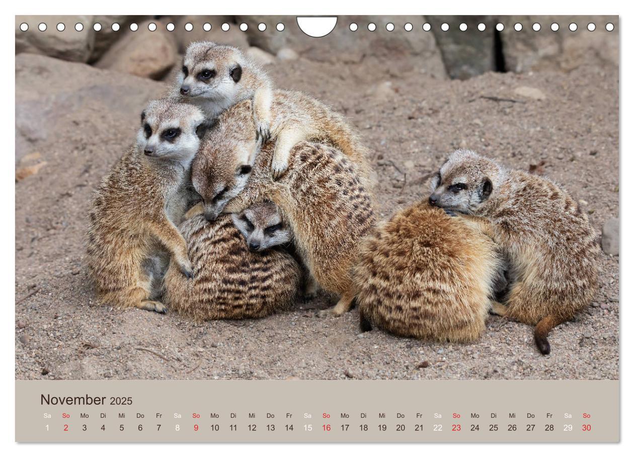 Bild: 9783435211548 | Quirlige Erdmännchen (Wandkalender 2025 DIN A4 quer), CALVENDO...