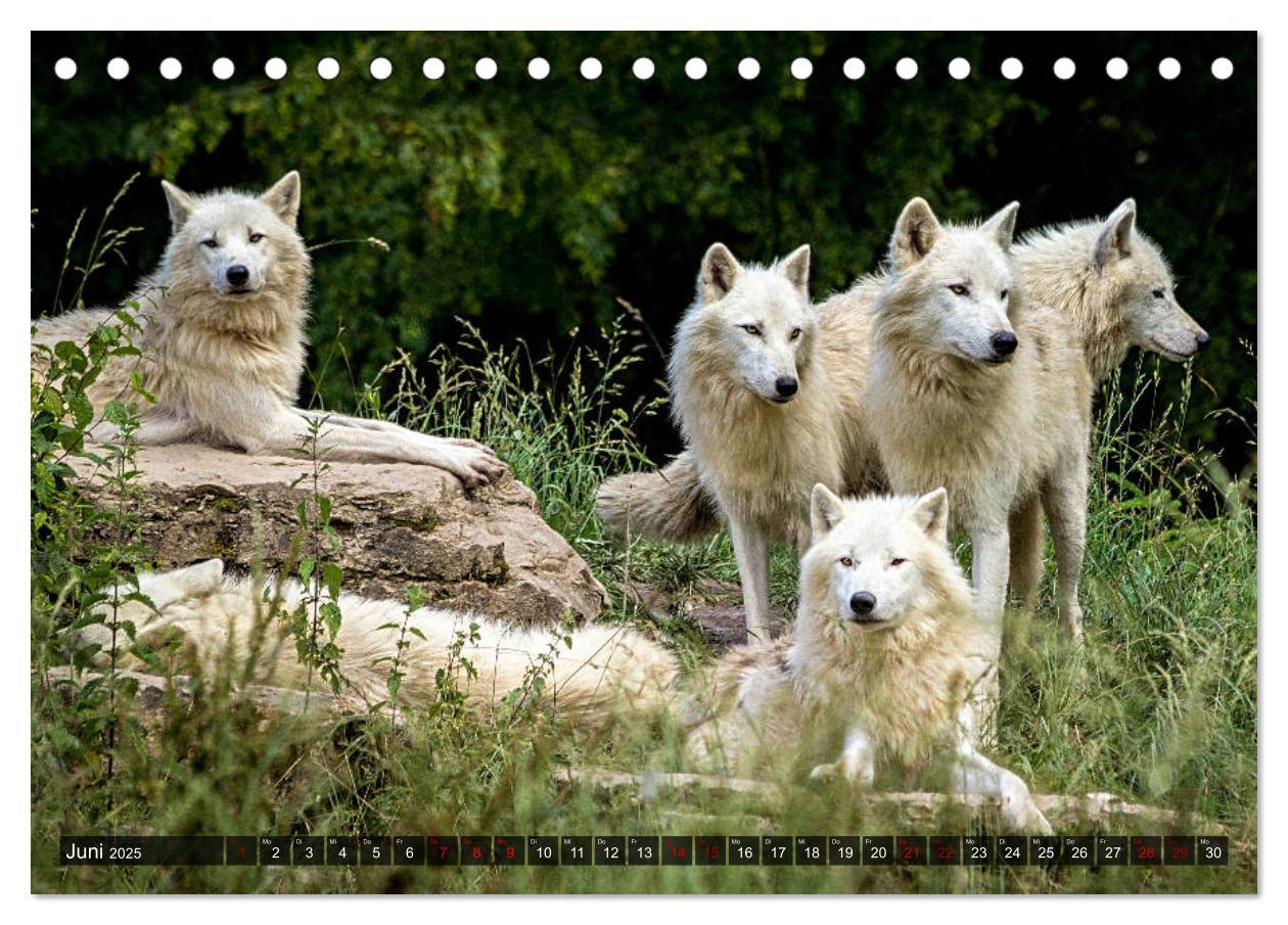 Bild: 9783435262892 | Begegnung mit dem Wolf (Tischkalender 2025 DIN A5 quer), CALVENDO...