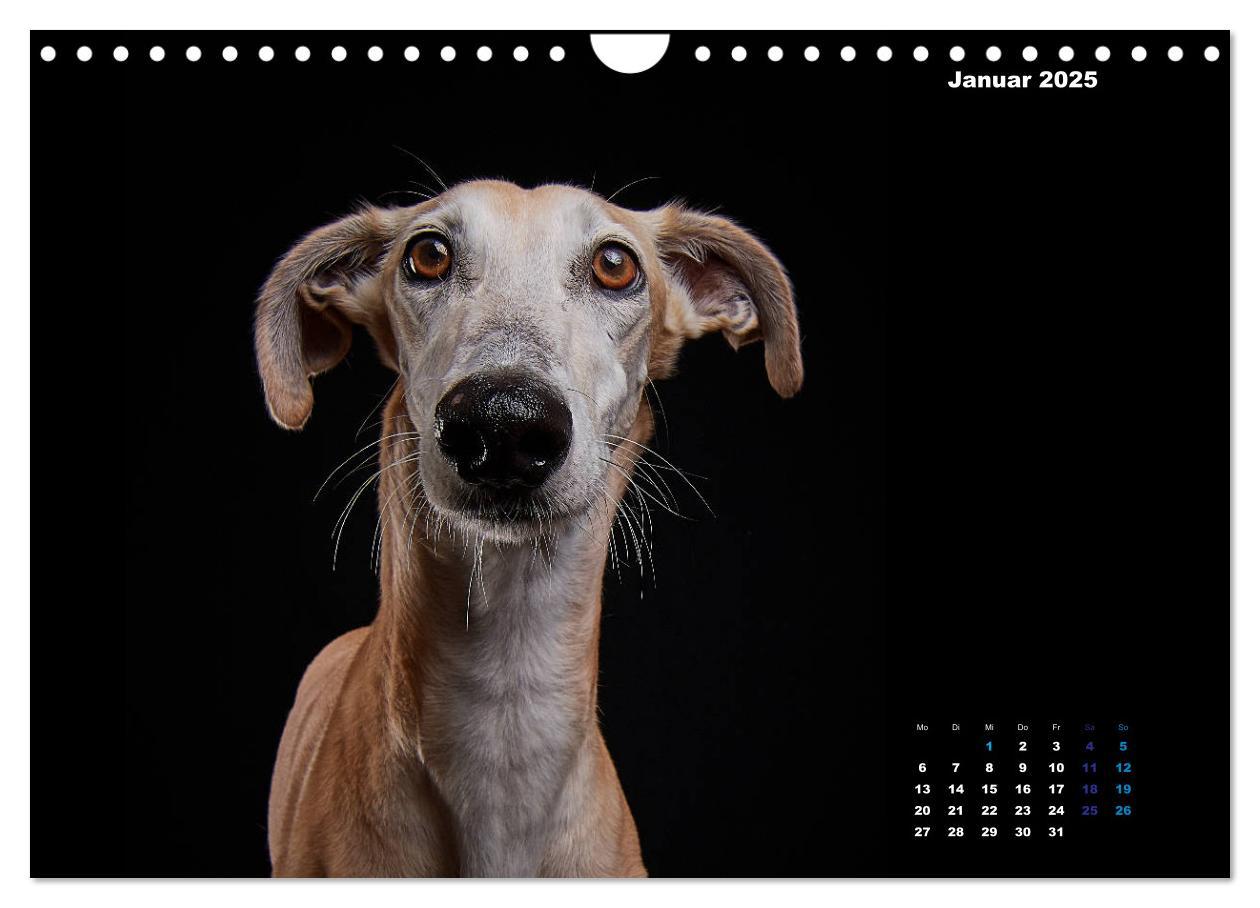 Bild: 9783435228911 | Die Stimme der Windhunde (Wandkalender 2025 DIN A4 quer), CALVENDO...