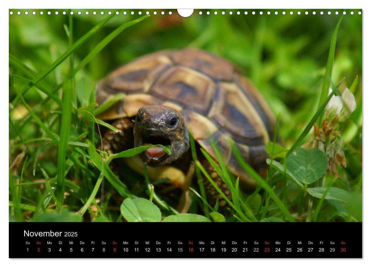 Bild: 9783435763719 | Das Leben der Schildkröten (Wandkalender 2025 DIN A3 quer),...