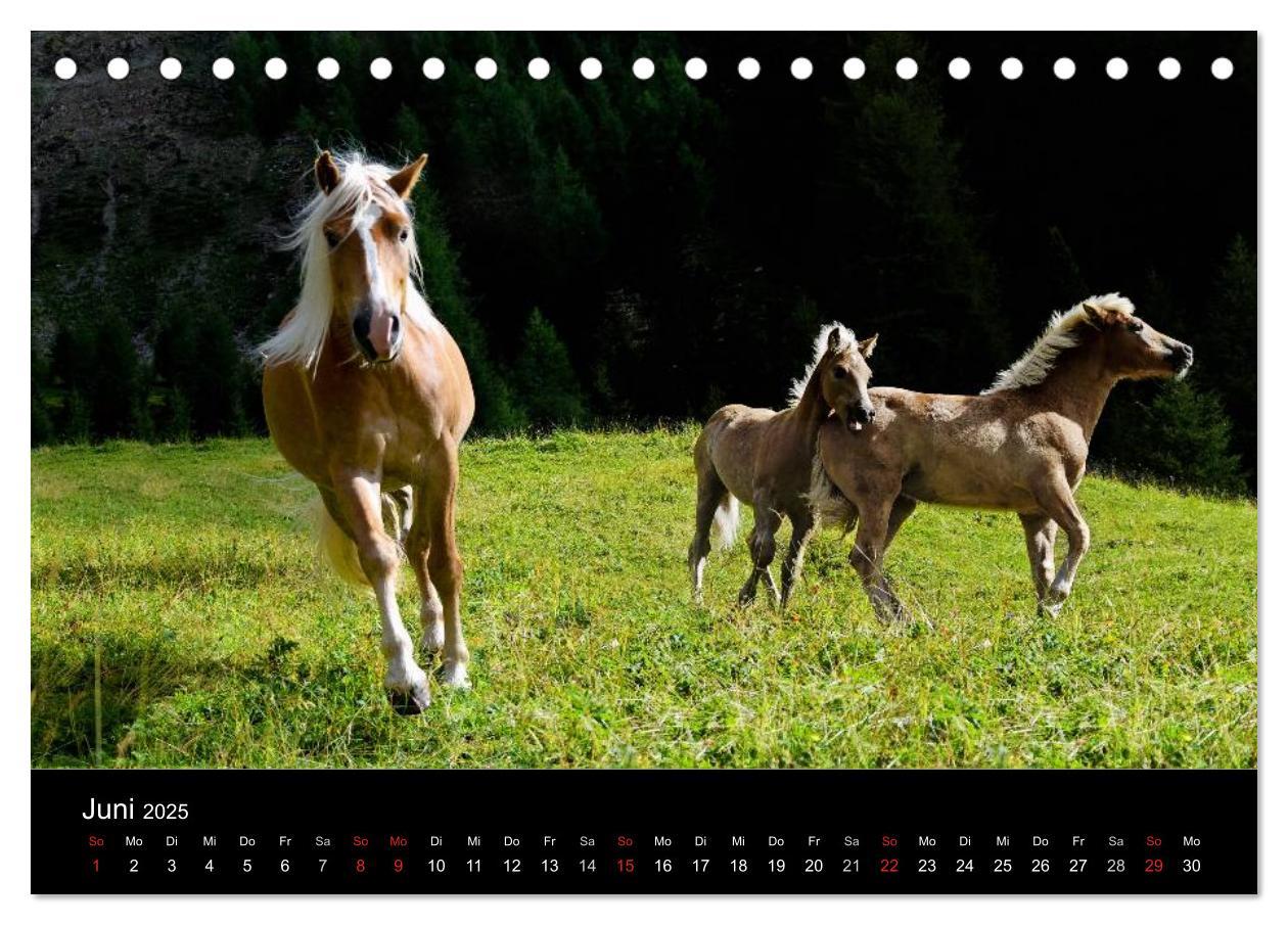 Bild: 9783435555376 | Wunderschöne Haflingerwelt (Tischkalender 2025 DIN A5 quer),...