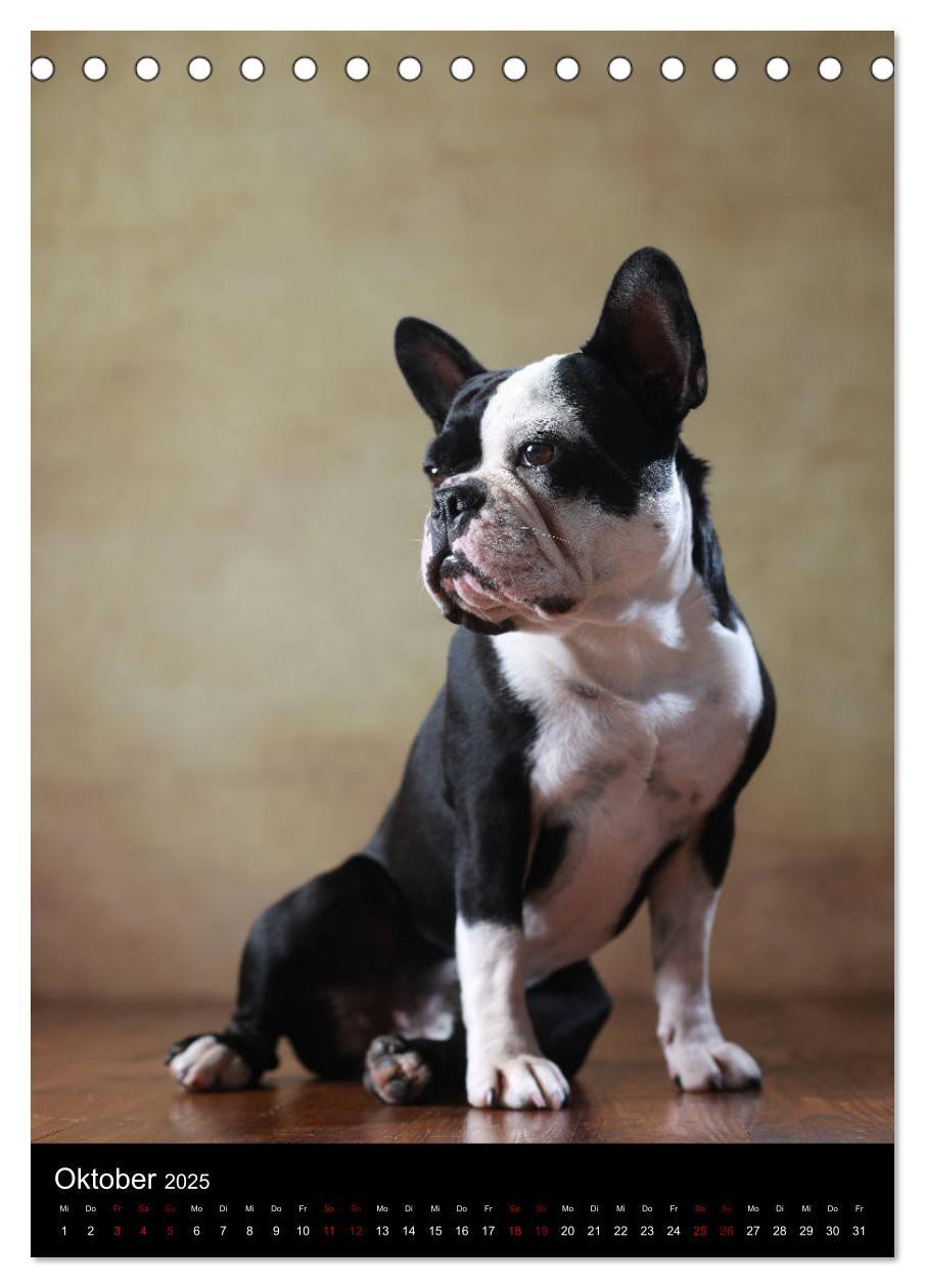 Bild: 9783435999040 | Bullys mit Charme - Französische Bulldoggen im Portrait...