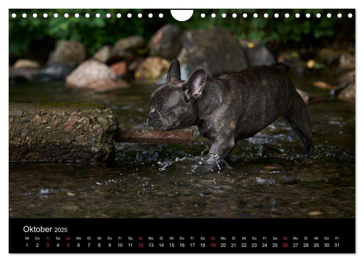 Bild: 9783435302314 | French Bulldog aktiv, verspielt, sportlich (Wandkalender 2025 DIN...