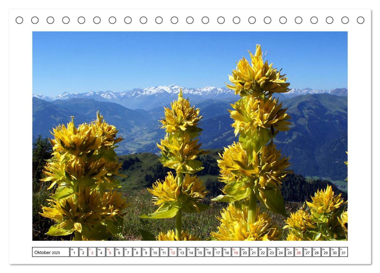 Bild: 9783435598014 | Alpenblumen. Bunte Welt in luftiger Höhe (Tischkalender 2025 DIN A5...