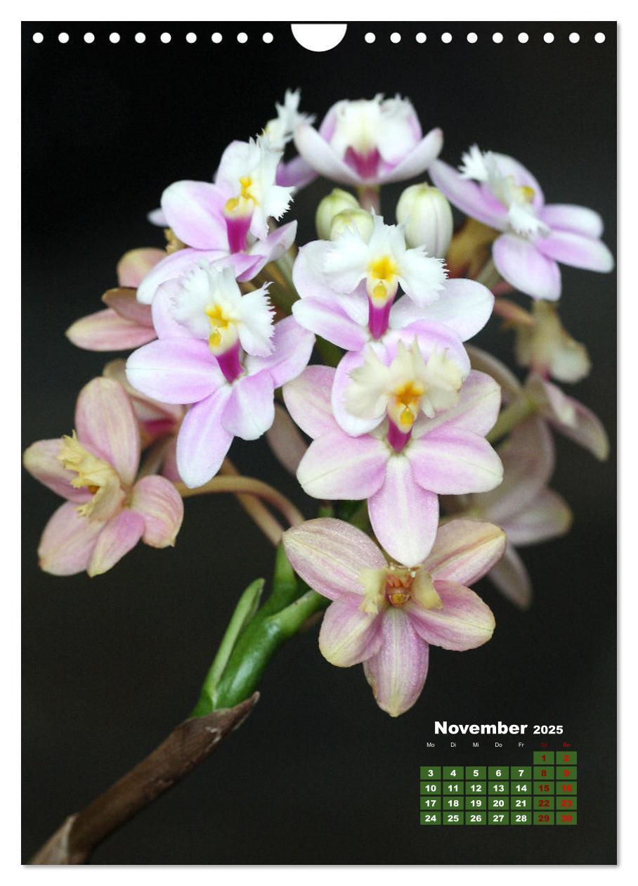 Bild: 9783435903740 | Traumhafte Orchideen (Wandkalender 2025 DIN A4 hoch), CALVENDO...