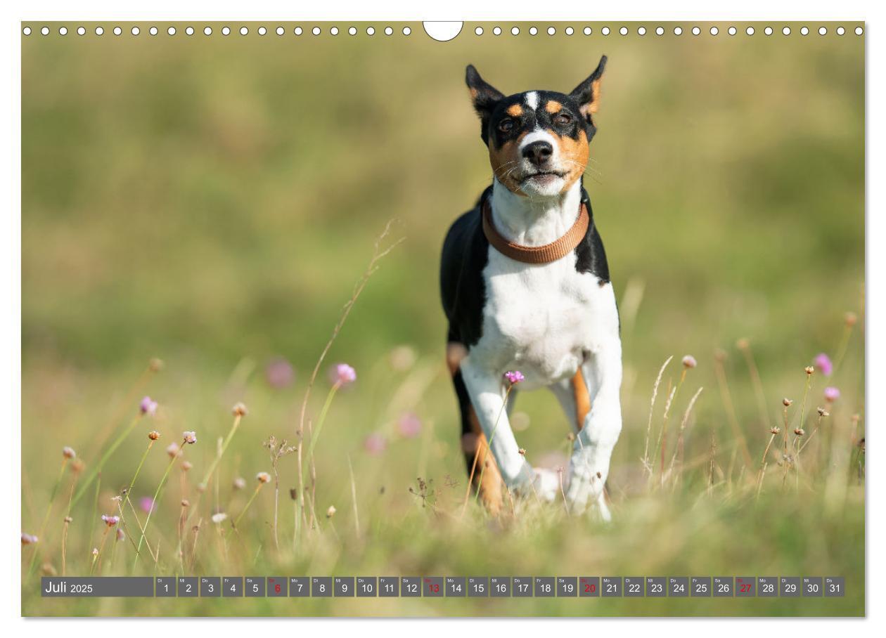 Bild: 9783457195710 | Der Basenji (Wandkalender 2025 DIN A3 quer), CALVENDO Monatskalender