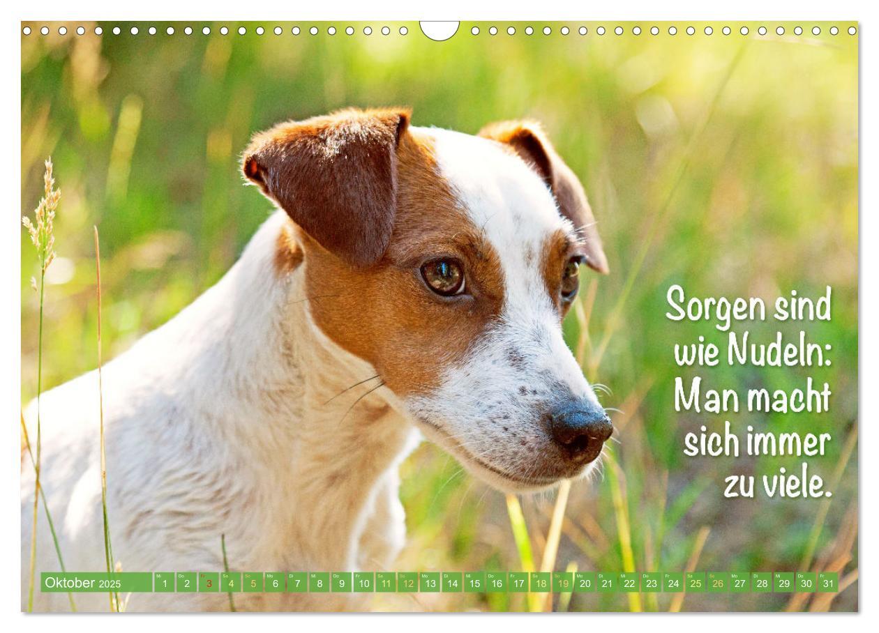 Bild: 9783457199794 | Jack Russell Terrier: flink und verspielt (Wandkalender 2025 DIN A3...