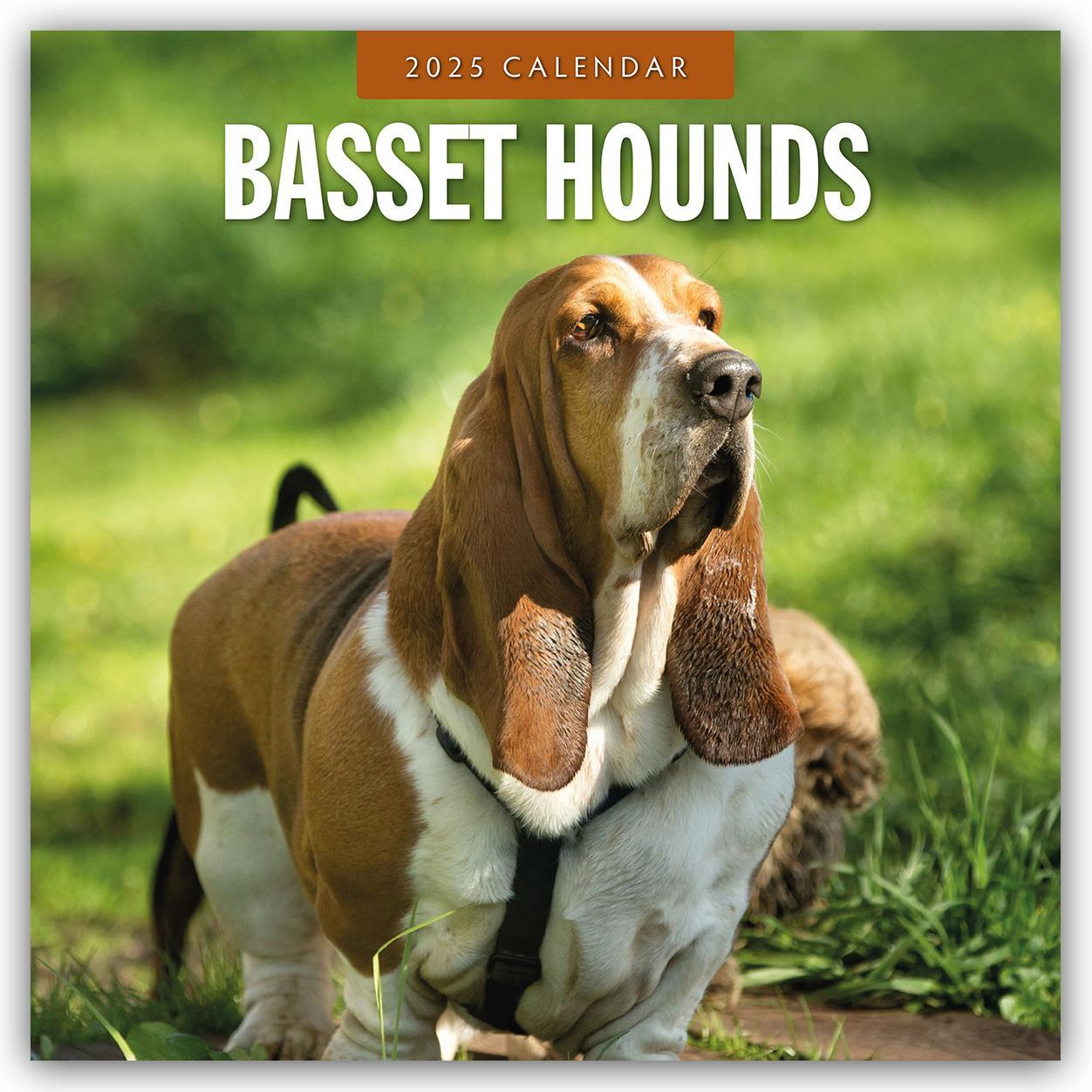 Cover: 9781804424230 | Basset Hounds - Basset Hound 2025 - 16-Monatskalender | Robin Red