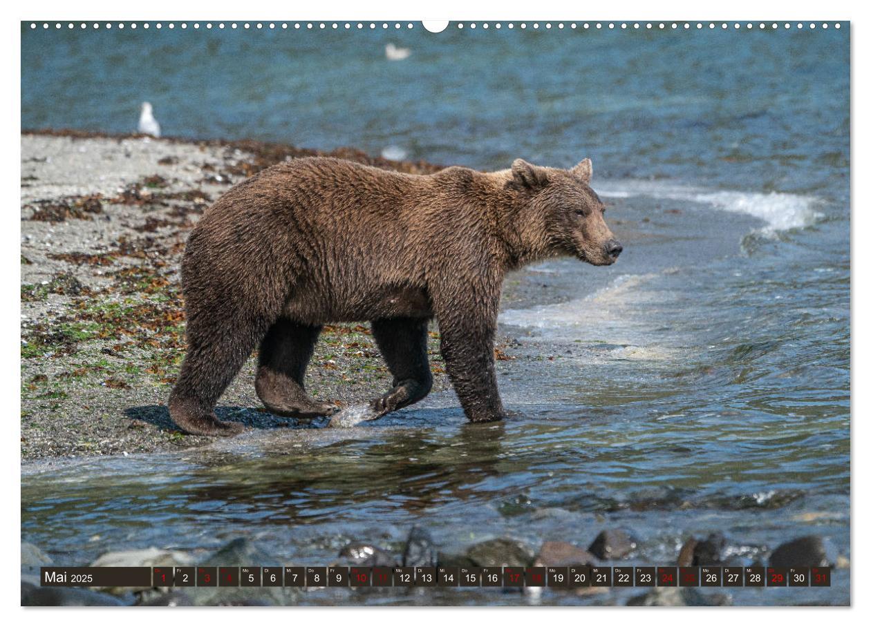 Bild: 9783435187218 | Grizzlybären im Katmai Nationalpark Alaska (Wandkalender 2025 DIN...