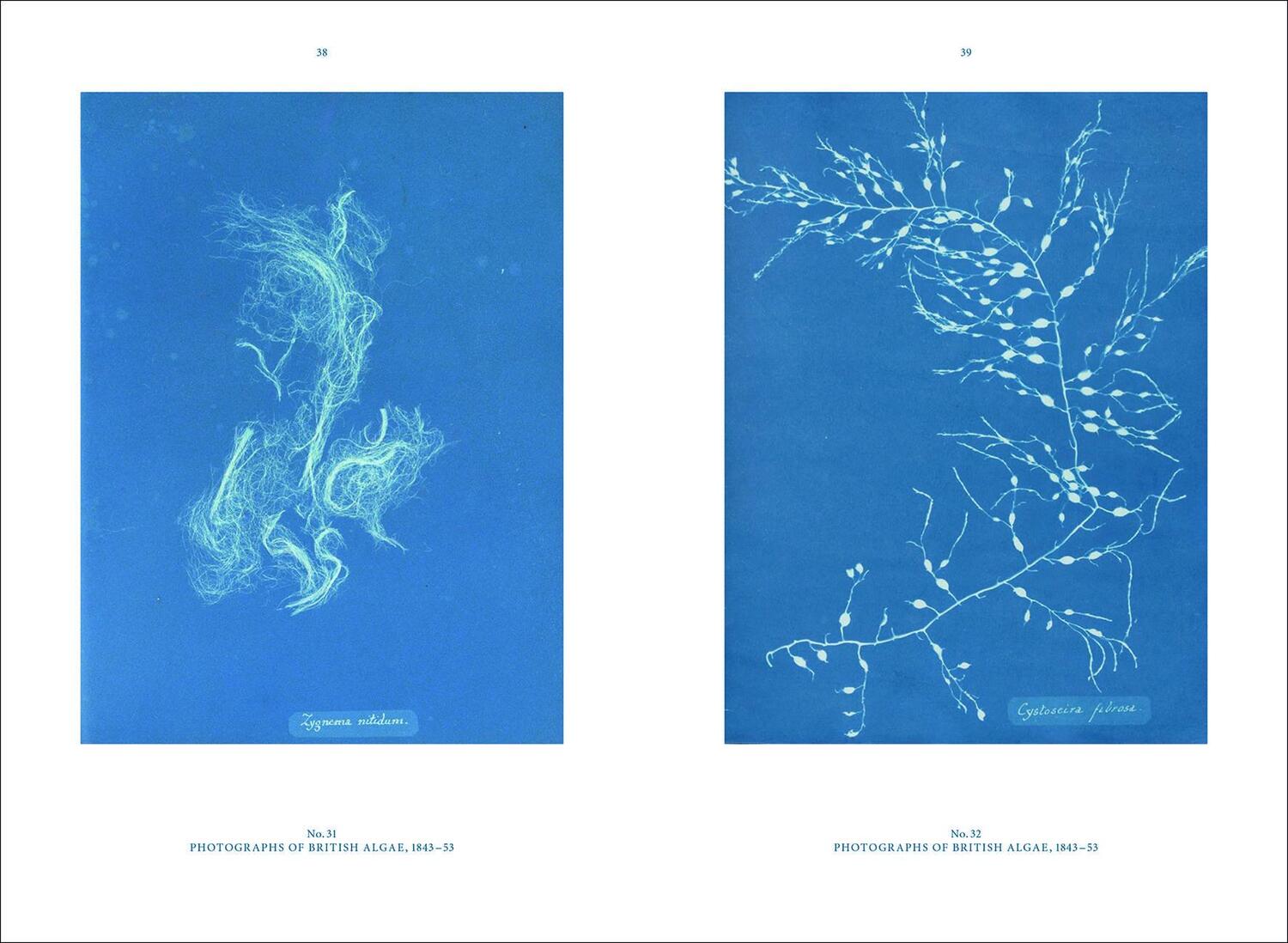 Bild: 9783943616811 | Anna Atkins | Blue Prints | Rolf Sachsse | Buch | Deutsch | 2021