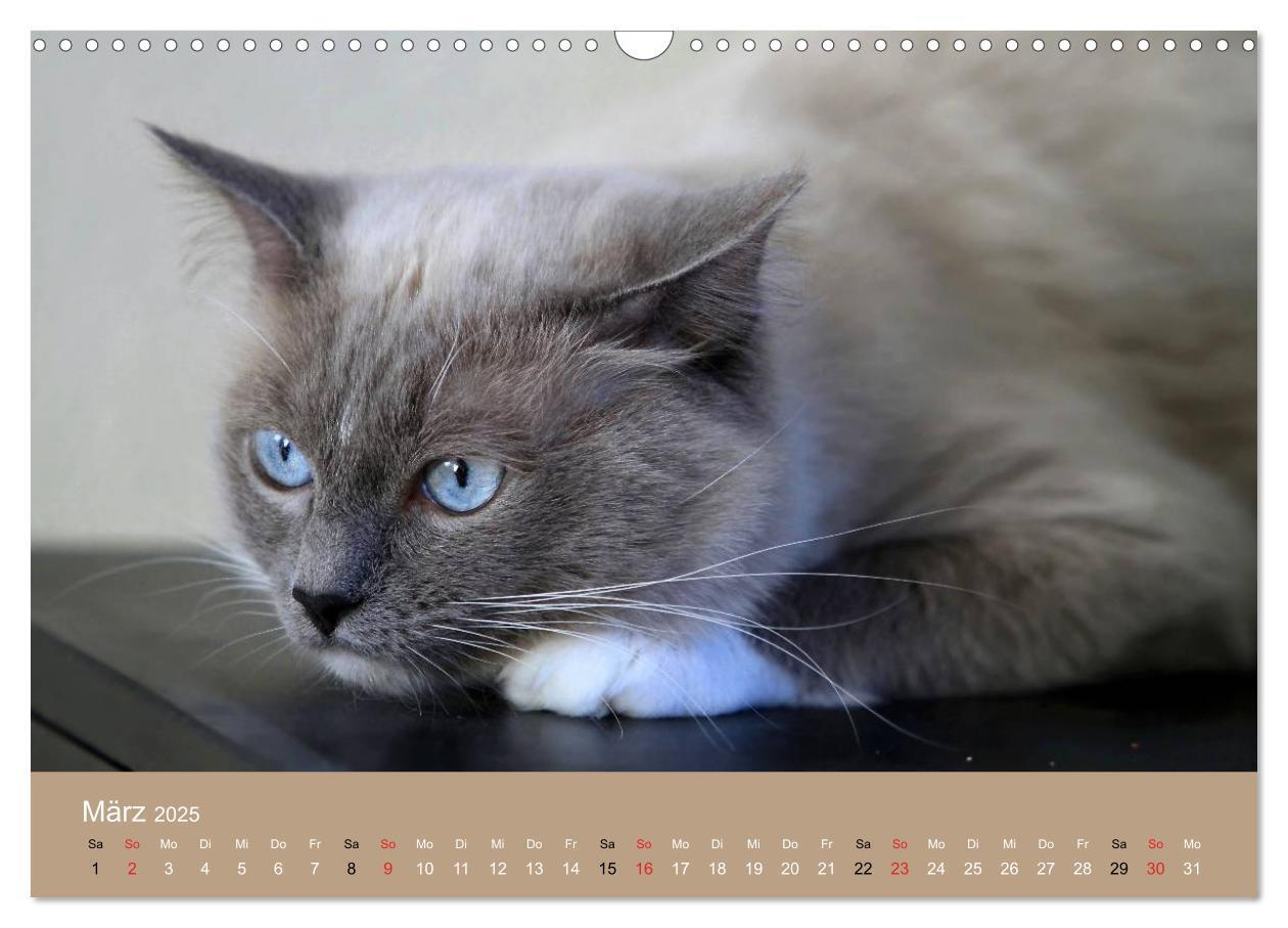 Bild: 9783435491858 | Verliebt in Ragdolls ... die sanfte Katzenrasse (Wandkalender 2025...