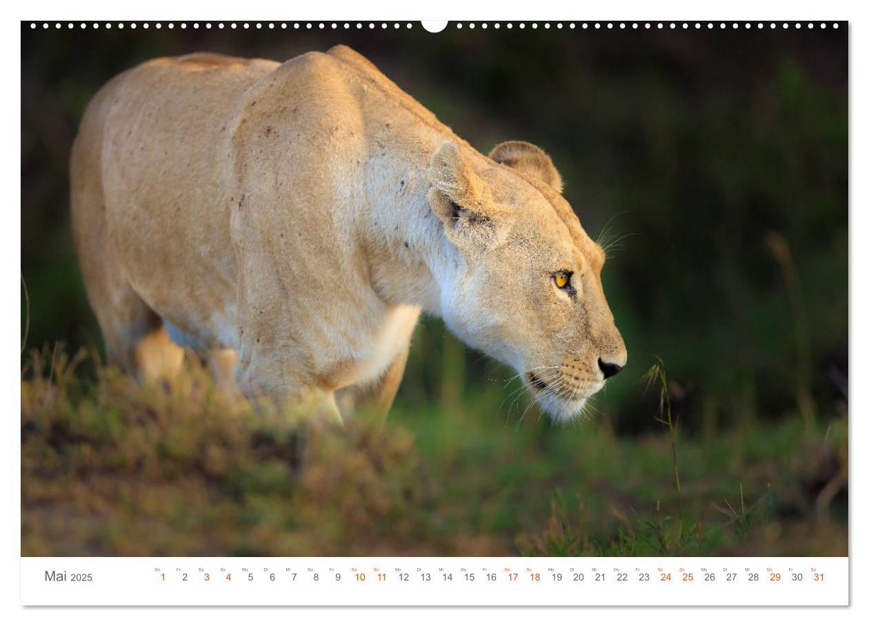 Bild: 9783435291458 | Safari Kenia (Wandkalender 2025 DIN A2 quer), CALVENDO Monatskalender