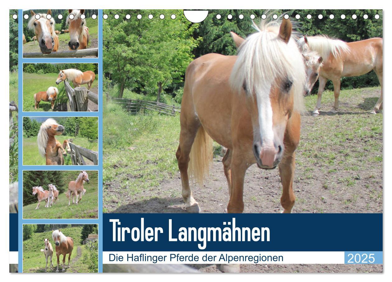 Cover: 9783435422173 | Tiroler Langmähnen (Wandkalender 2025 DIN A4 quer), CALVENDO...