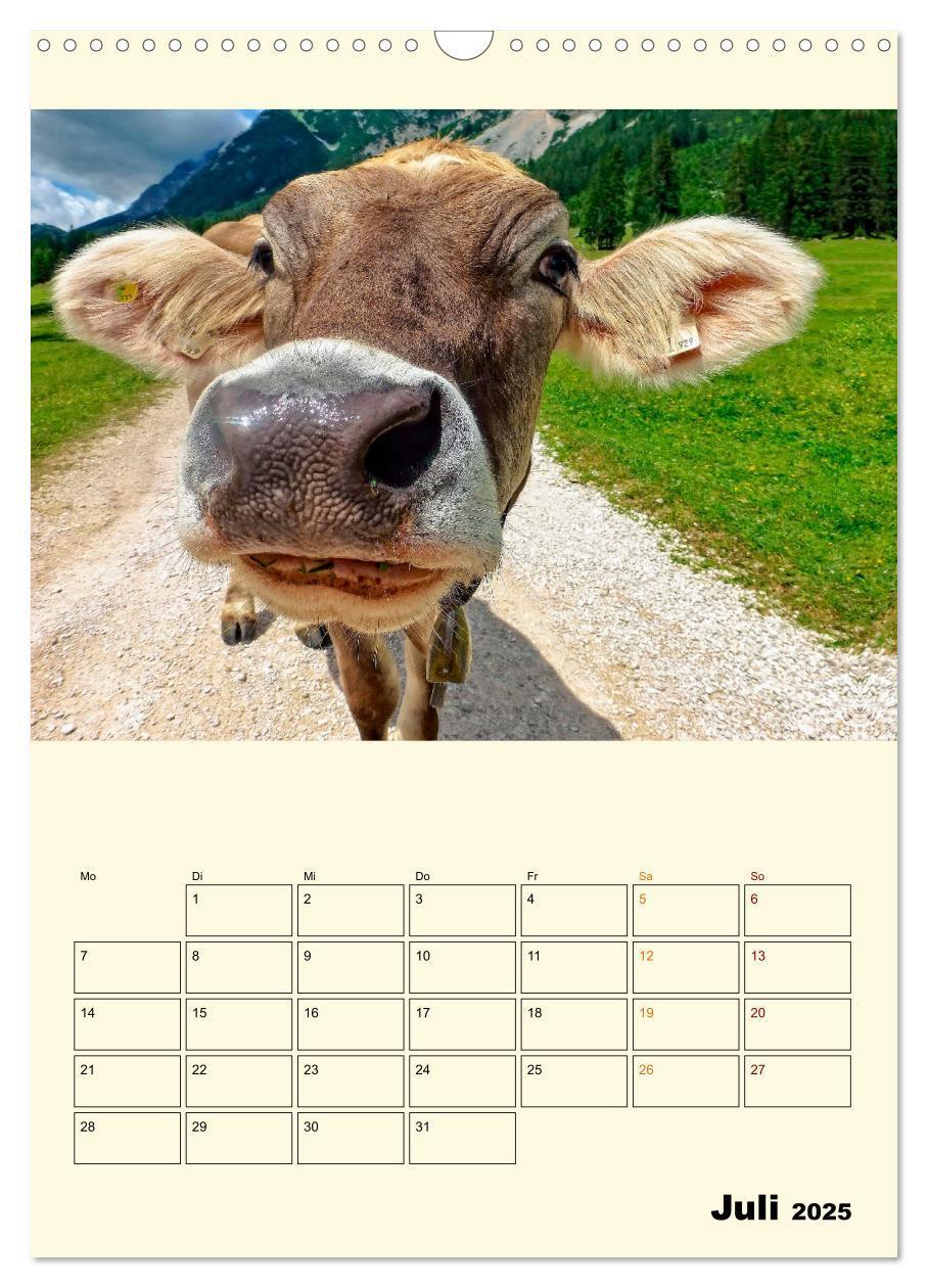 Bild: 9783435903993 | Glückliche Bergkühe (Wandkalender 2025 DIN A3 hoch), CALVENDO...