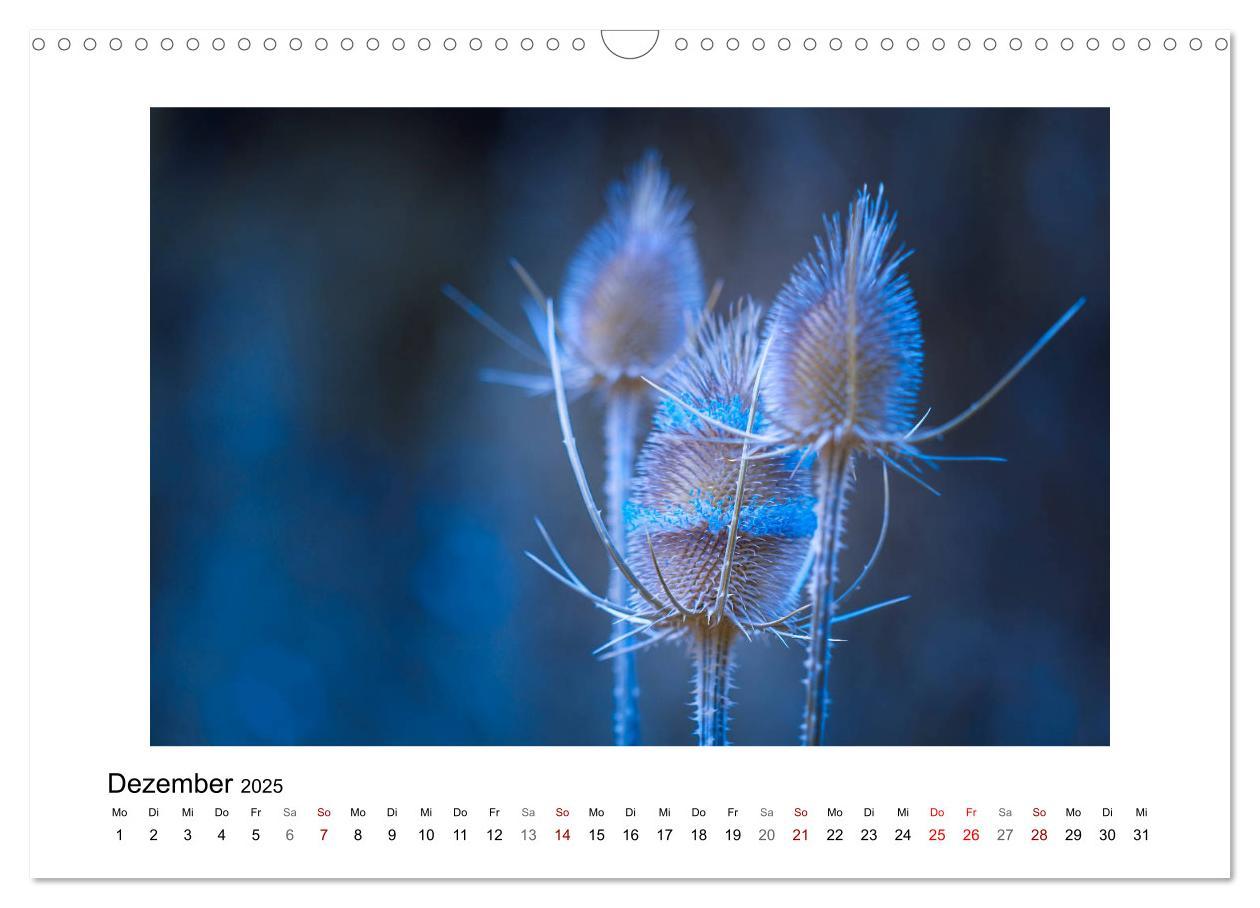 Bild: 9783435300945 | Blauer Blütentraum (Wandkalender 2025 DIN A3 quer), CALVENDO...